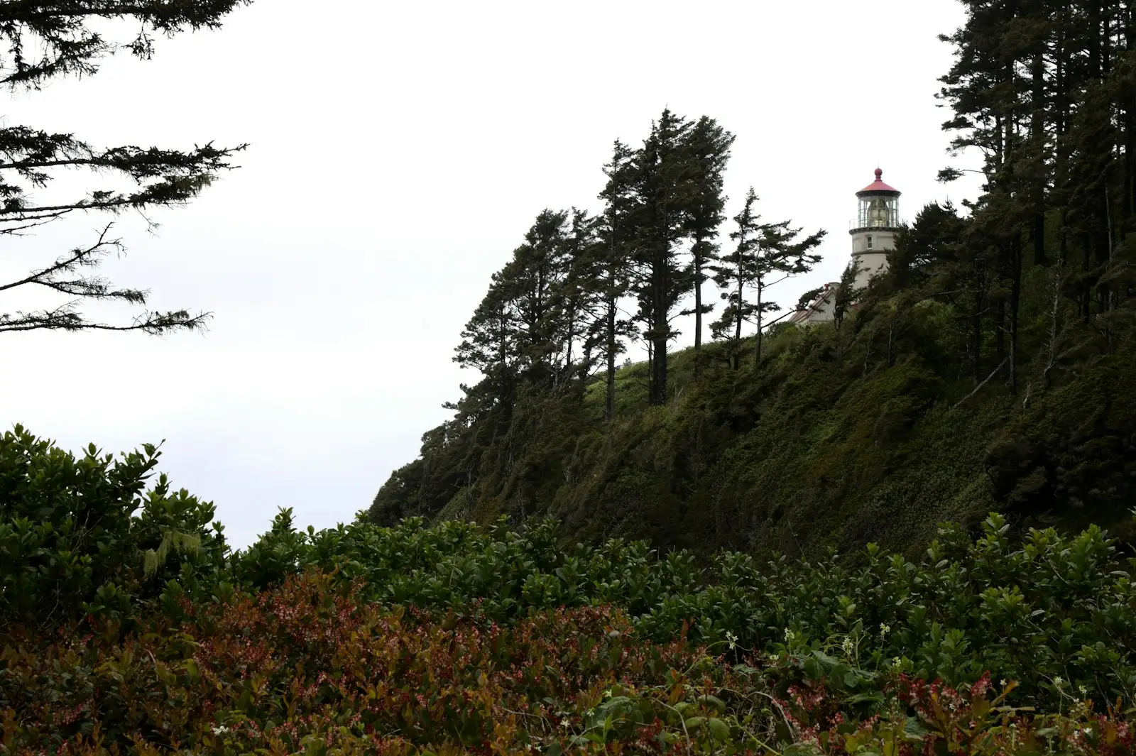 Heceta Head Lighthouse on a forested coastal headland near Florence, Oregon.