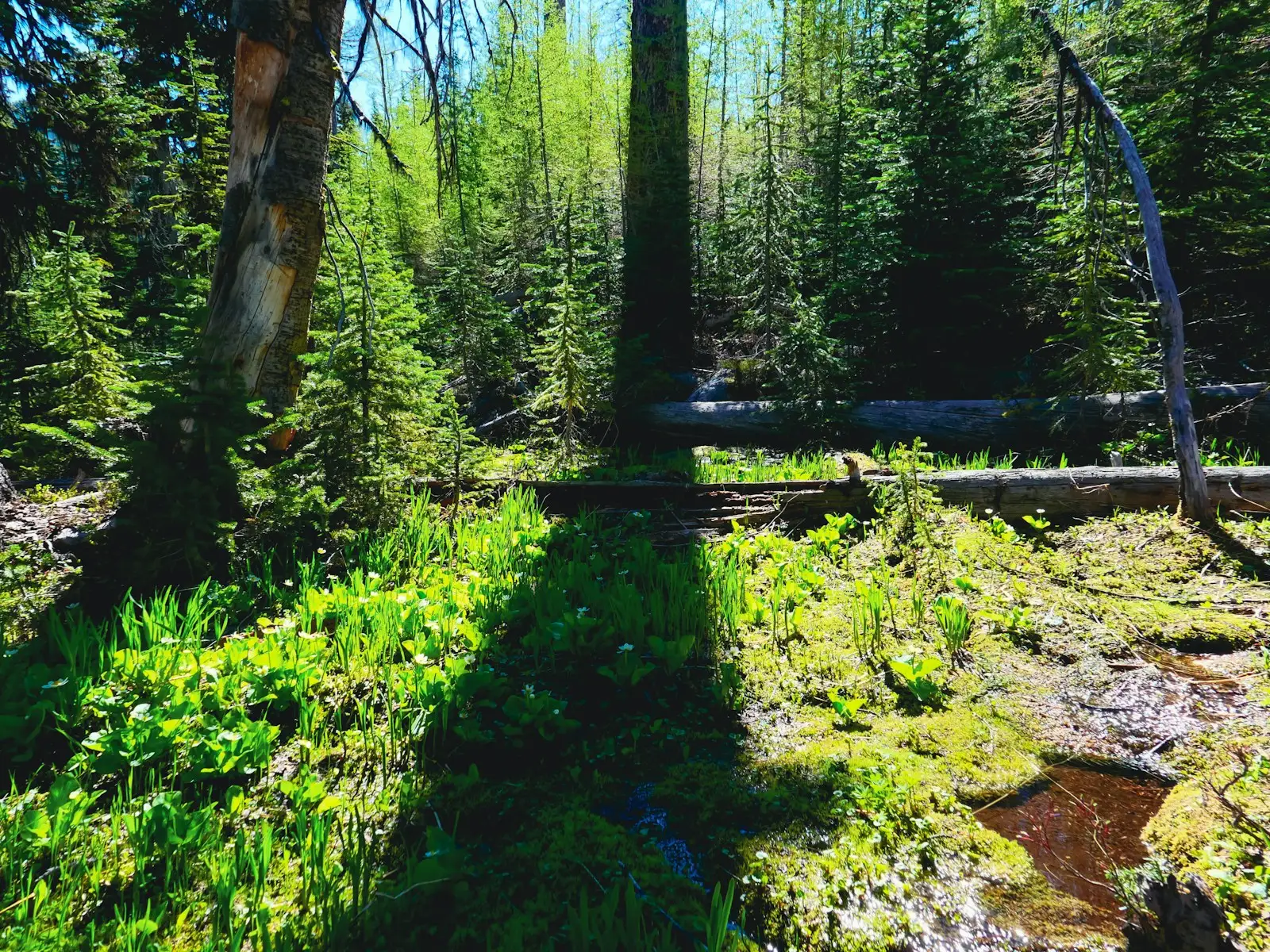Stream flowing through forested terrain near Pendleton, Oregon.