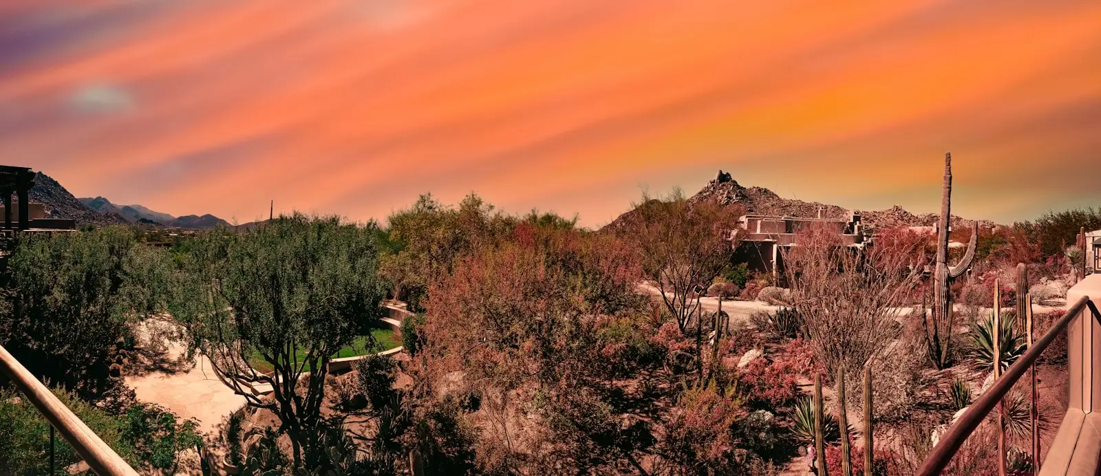 Sonoran desert vegetation glowing at golden hour over Scottsdale, Arizona.