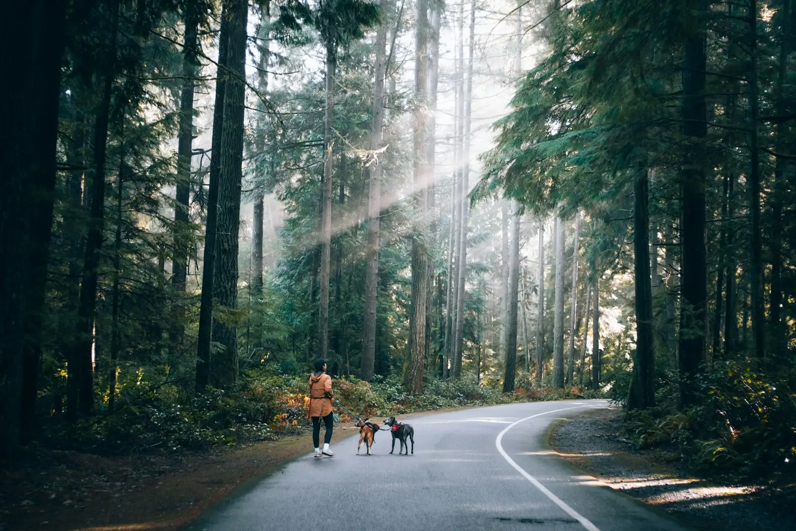 A man walking two dogs down a wooded road in Washington.